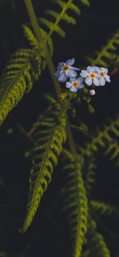 鲜花壁纸