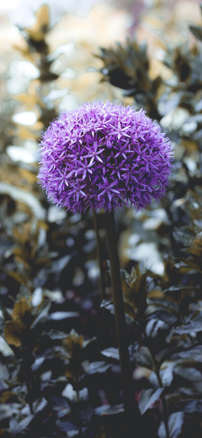 鲜花壁纸