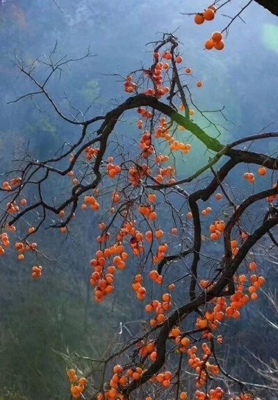 这世界很大，最美的风景，还在院子里