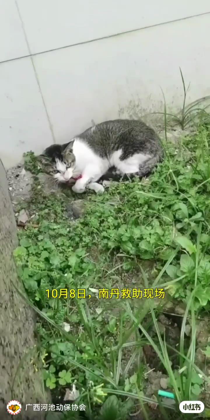 重伤被遗弃的小猫咪