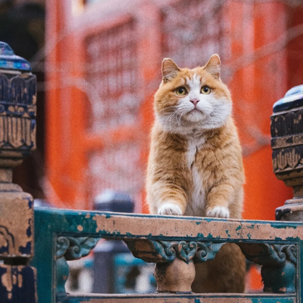 故宫的猫 帕帕 - 高清图片，堆糖，美图壁纸兴趣社区