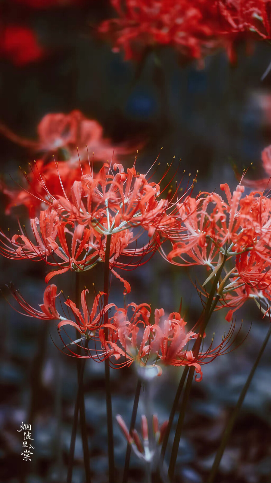 ▸红石蒜花壁纸
"花開彼岸本無岸，魂落忘川猶在川。"