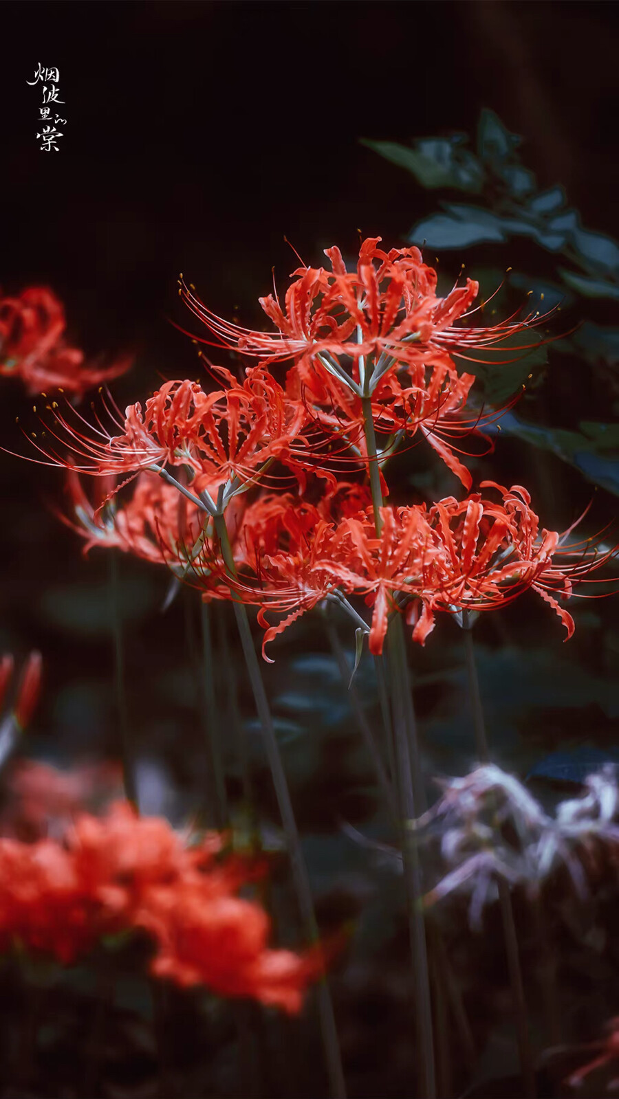 ▸红石蒜花壁纸
"花開彼岸本無岸，魂落忘川猶在川。"