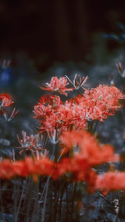 ▸红石蒜花壁纸
"花開彼岸本無岸，魂落忘川猶在川。"