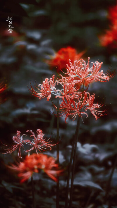 ▸红石蒜花壁纸
"花開彼岸本無岸，魂落忘川猶在川。"