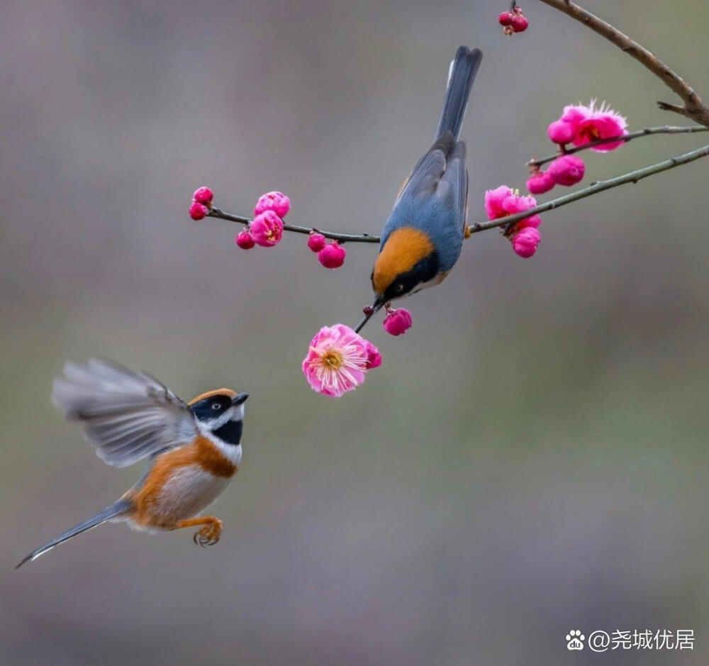 花鸟