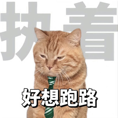 猫咪表情包_打工人九大美德