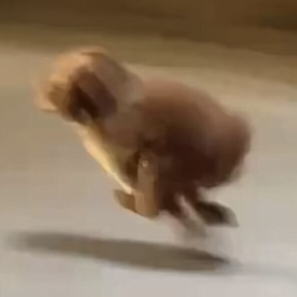 沙雕动物表情包