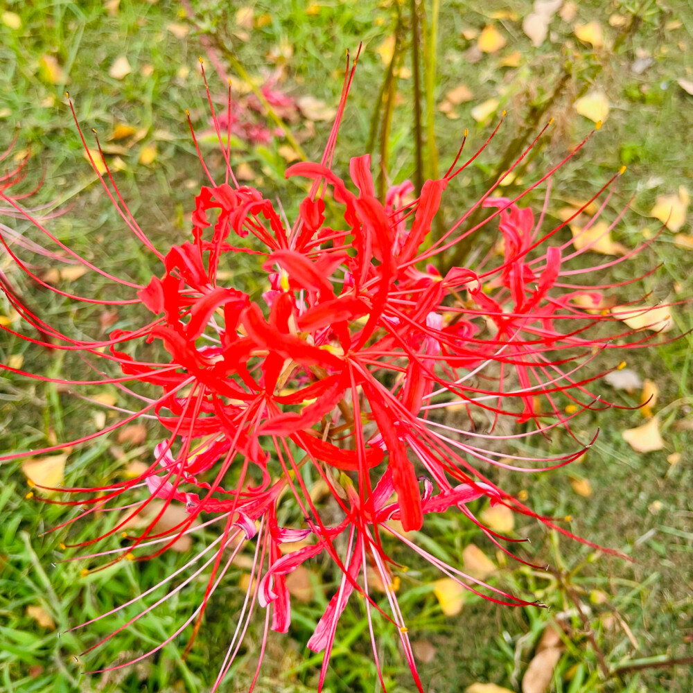 彼岸花 曼珠沙华