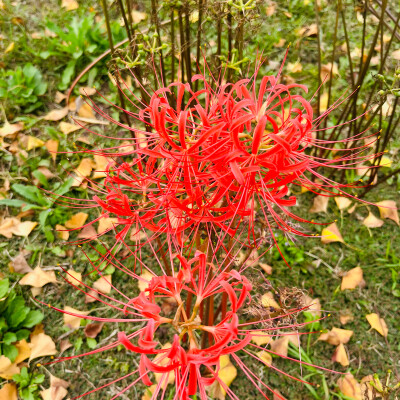 彼岸花 曼珠沙华