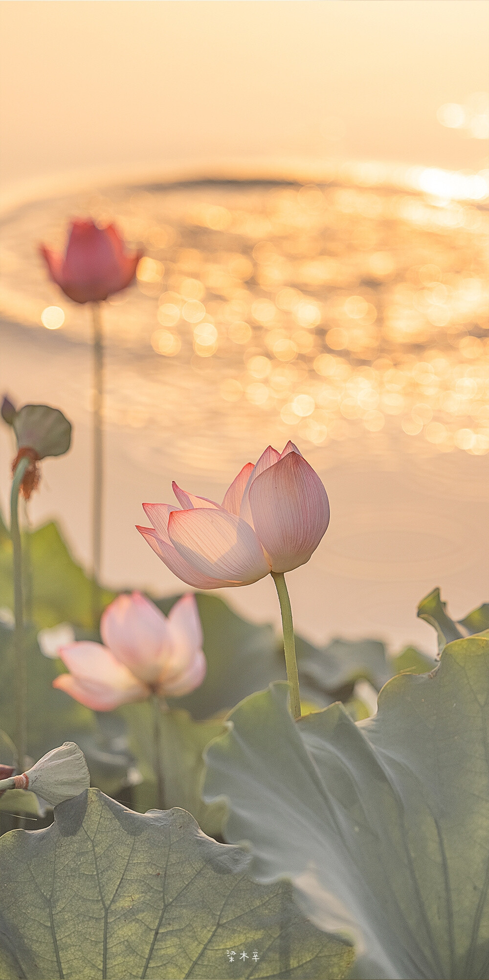 好运连连·莲花壁纸