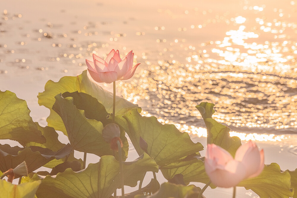 好运连连·莲花壁纸