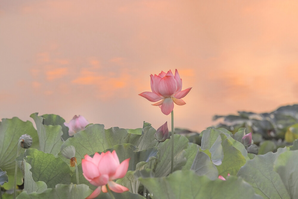 好运连连·莲花壁纸