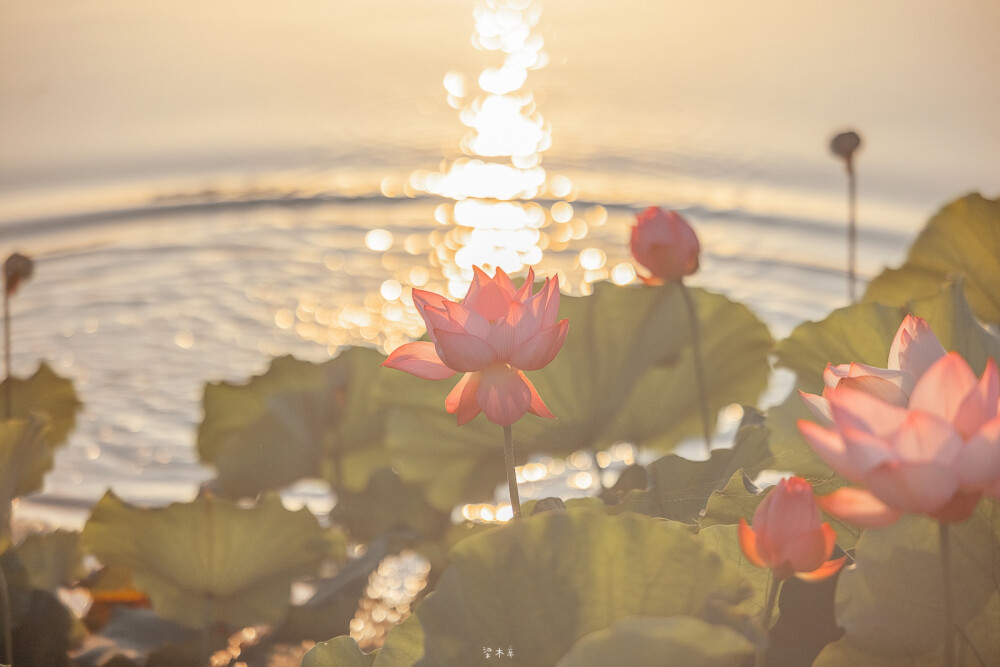 好运连连·莲花壁纸