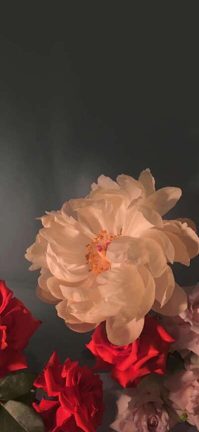 花还开着，你快回来吧
（图源网络，侵删）