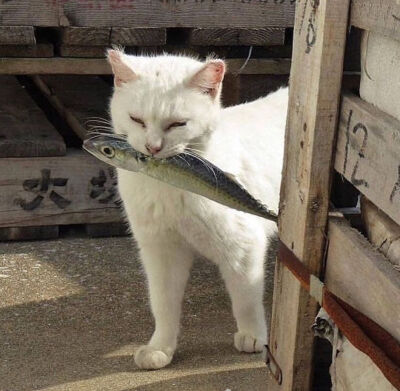 猫猫