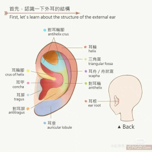 耳朵素材