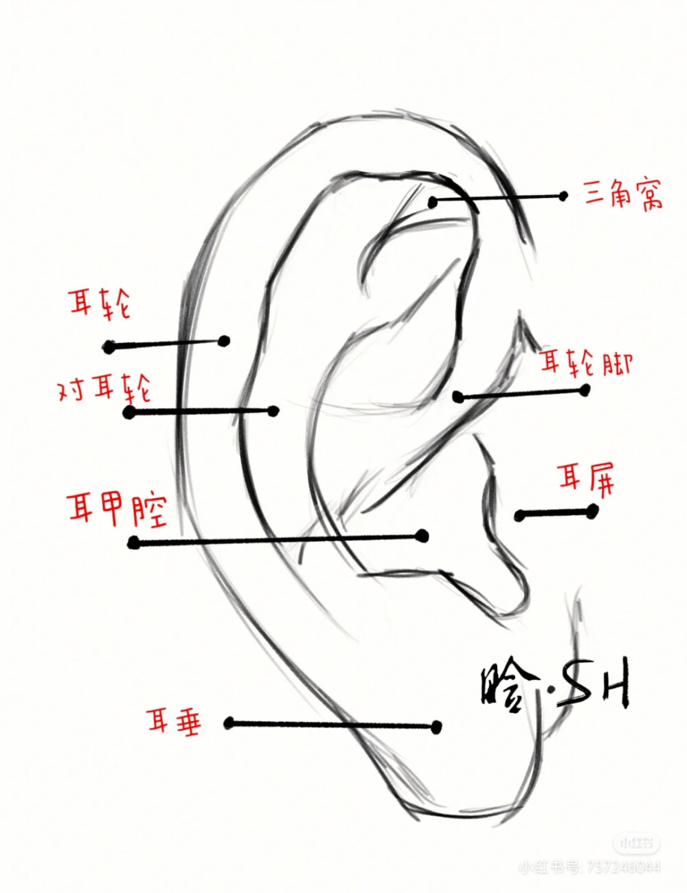 耳朵素材