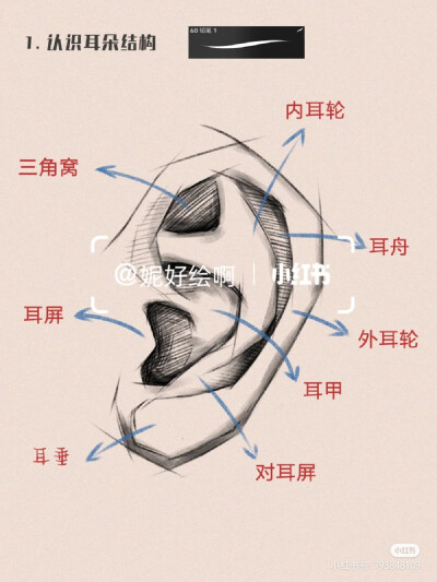 耳朵素材