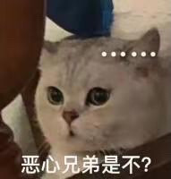 猫咪表情包