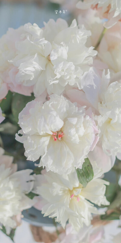 念桥边红药，年年知为谁生
五月花神，芍药 ​
摄影@梁木辛_