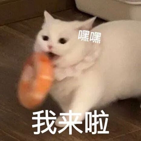 猫咪可爱表情包