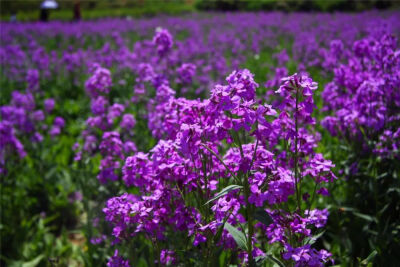 原名欧亚香花芥，
十字花科香花芥属多年生或二年生草本。
花白色、淡紫色，与二月兰极为相似。
有着丁香般清新的香气，傍晚后愈发浓郁。
原产于欧亚大陆，
我国南北方大部分冬暖地区均可种植。
