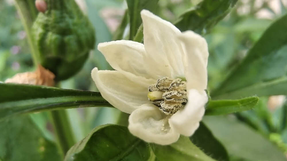 美丽吉安之赏花系列：白色的辣椒花