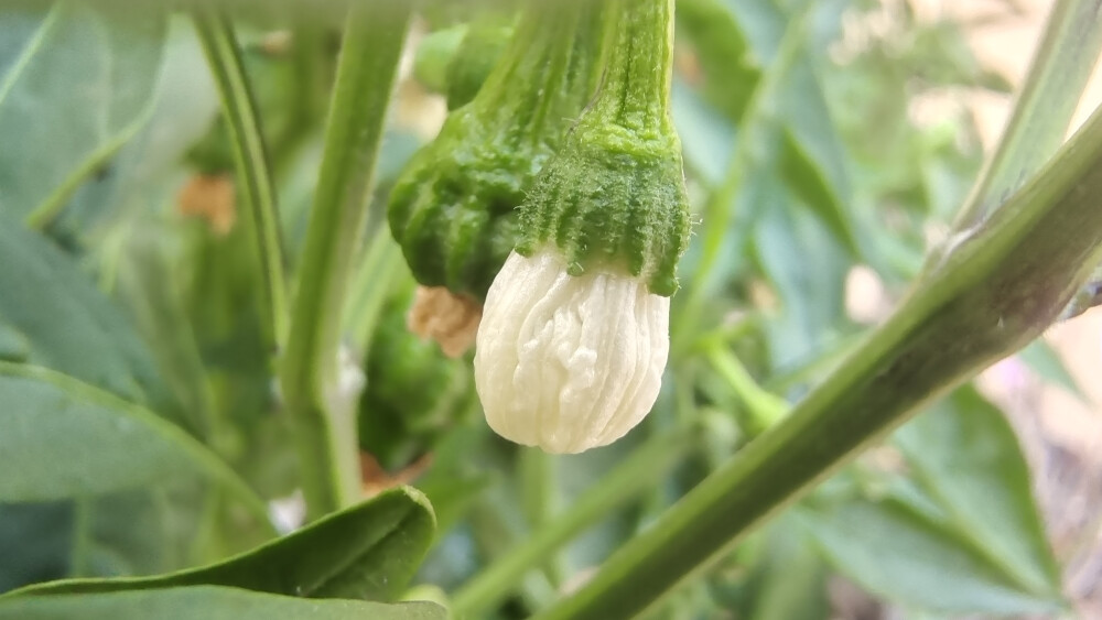 美丽吉安之赏花系列：白色的辣椒花