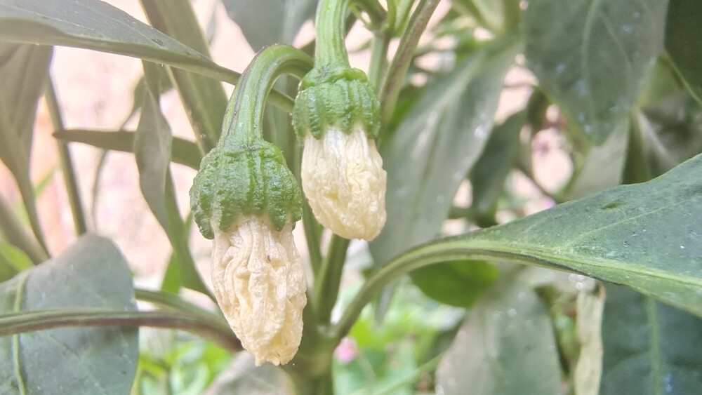 美丽吉安之赏花系列：白色的辣椒花