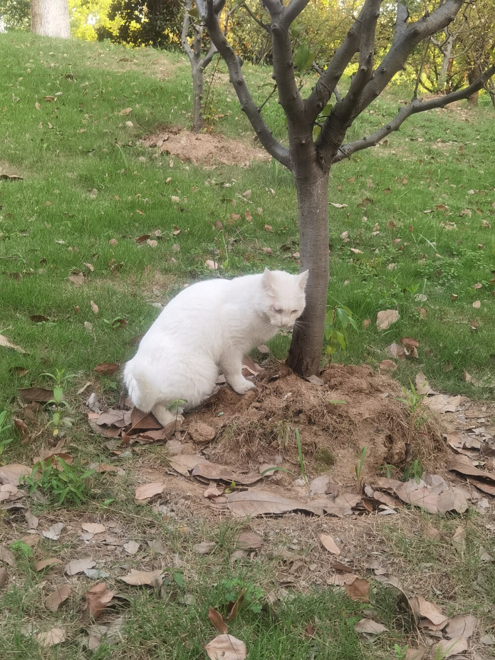 南师大的猫猫
雪糕