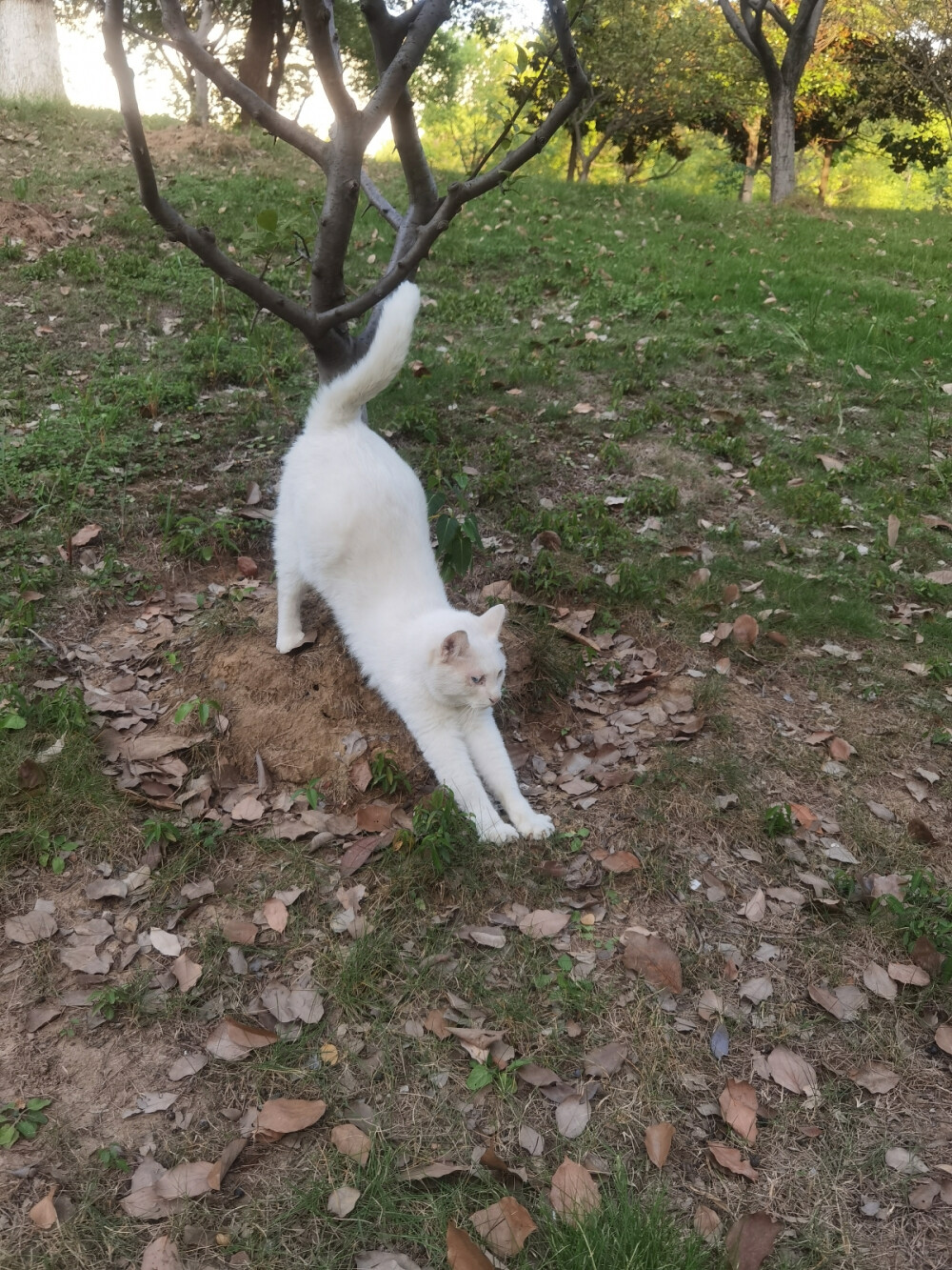 南师大的猫猫
雪糕
