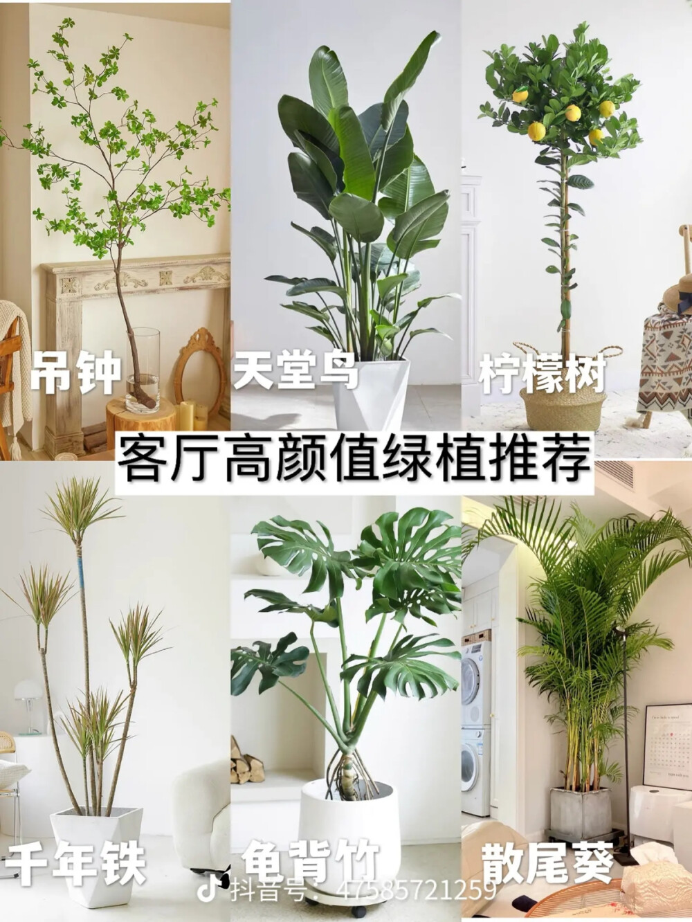 家里的植物