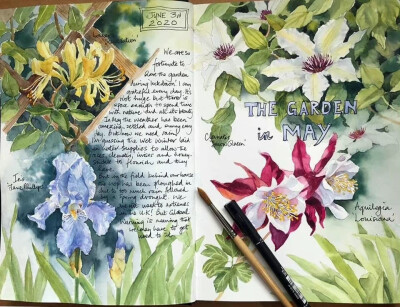 植物绘，画家Ann Mortimer ​
