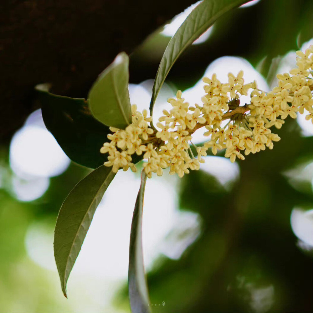 桂花