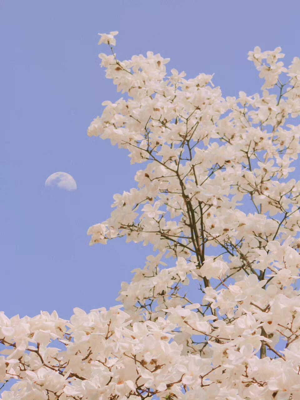 朦 朧 的 日 光 ， 是 春 天 的 限 定 /
IN 法喜寺
（我终于也拍到了法喜寺500年的古玉兰 ?
摄影@__strong壮