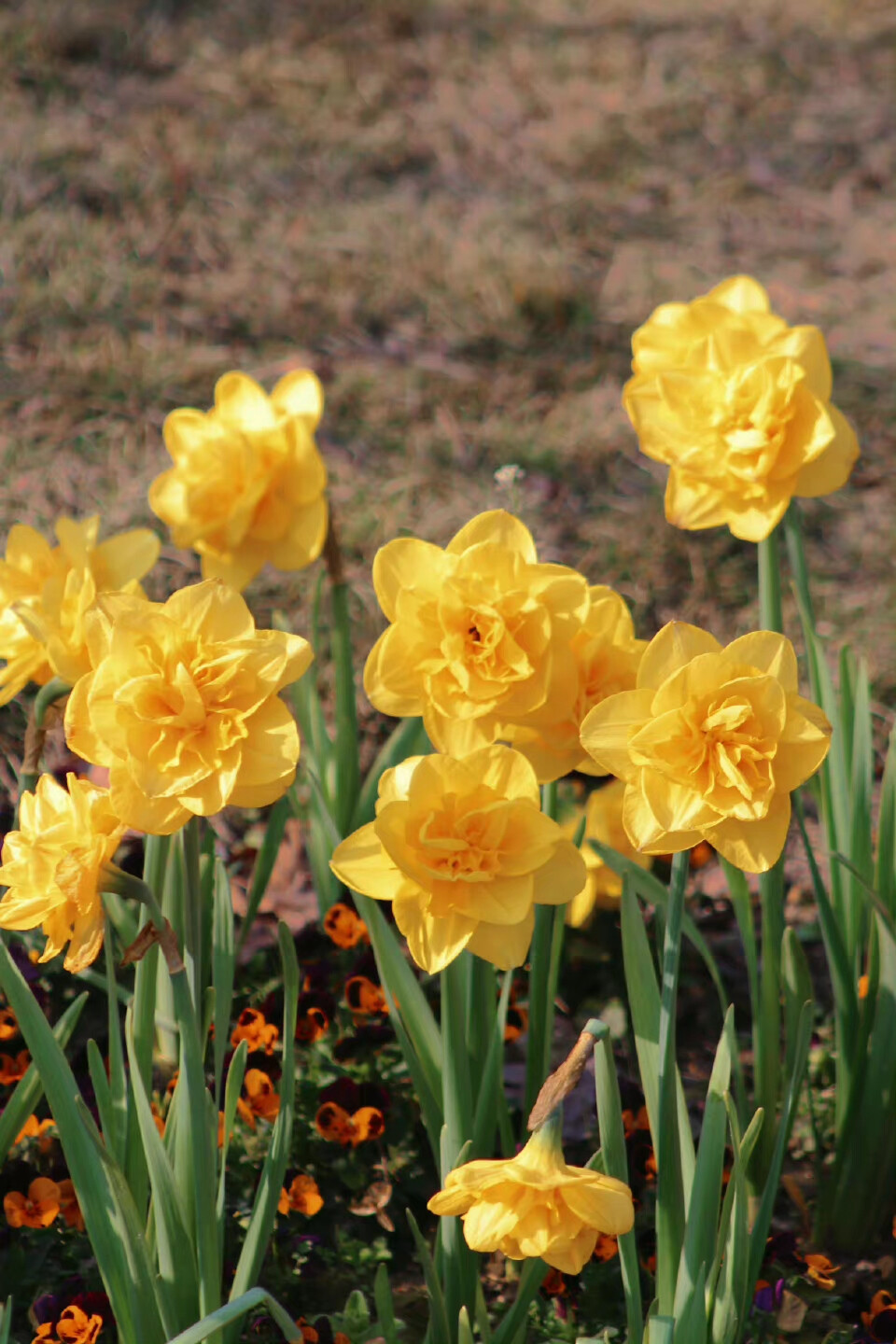 春 日 特 調 , 自 由 散 漫 / 67 摄影@__strong壮