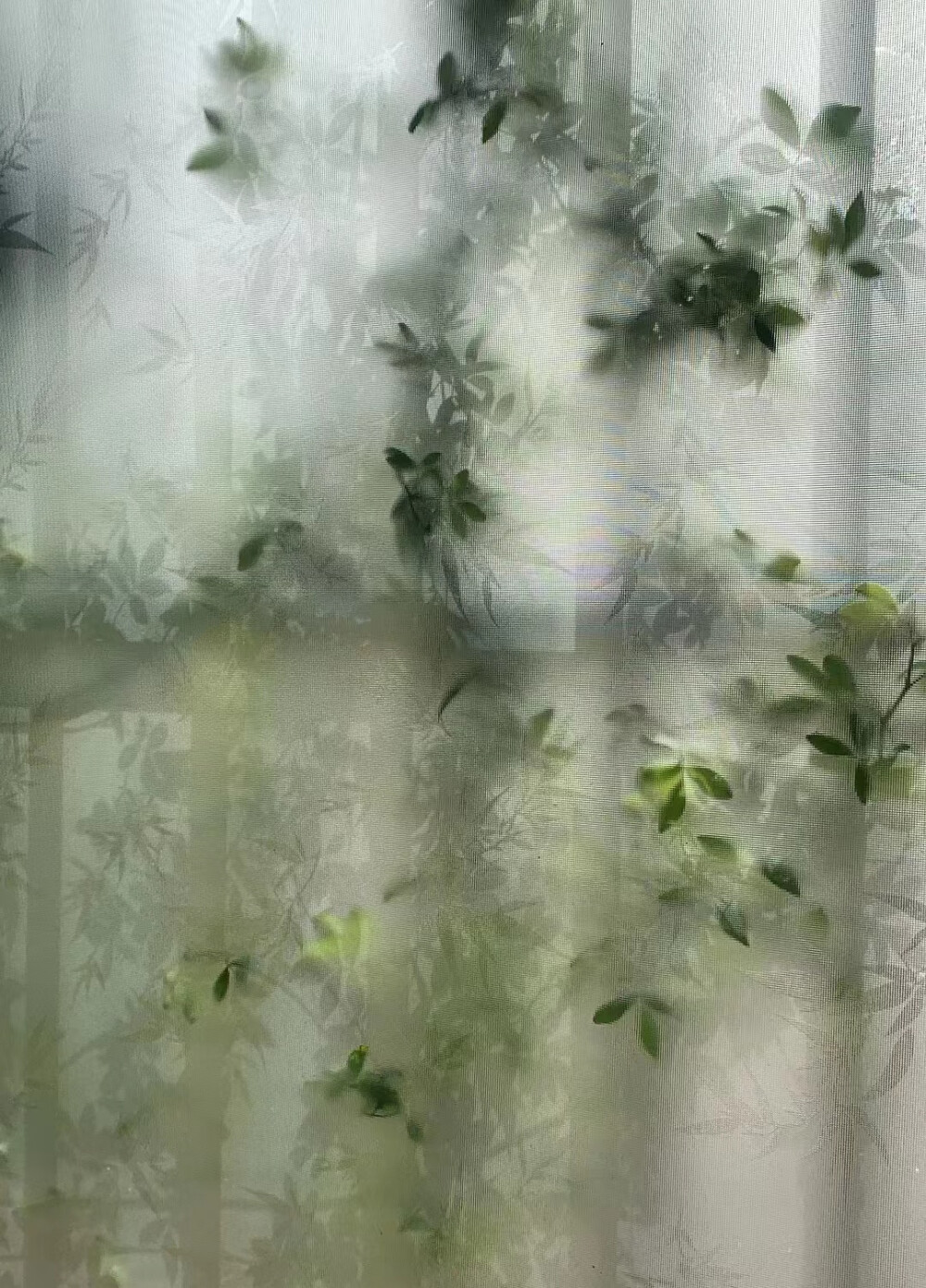 檐前树木映窗棂