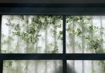 檐前树木映窗棂