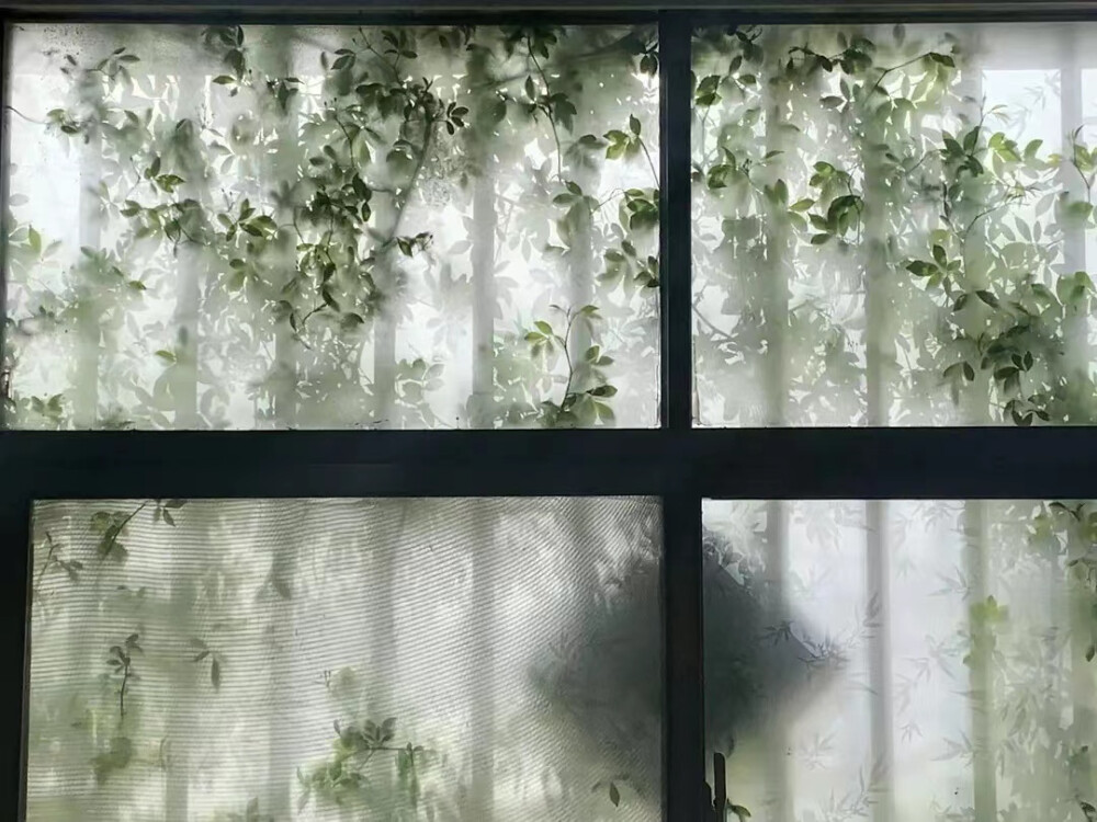 檐前树木映窗棂