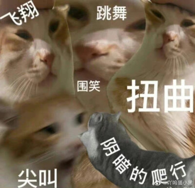 修猫