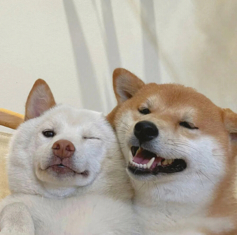 柴柴贴贴