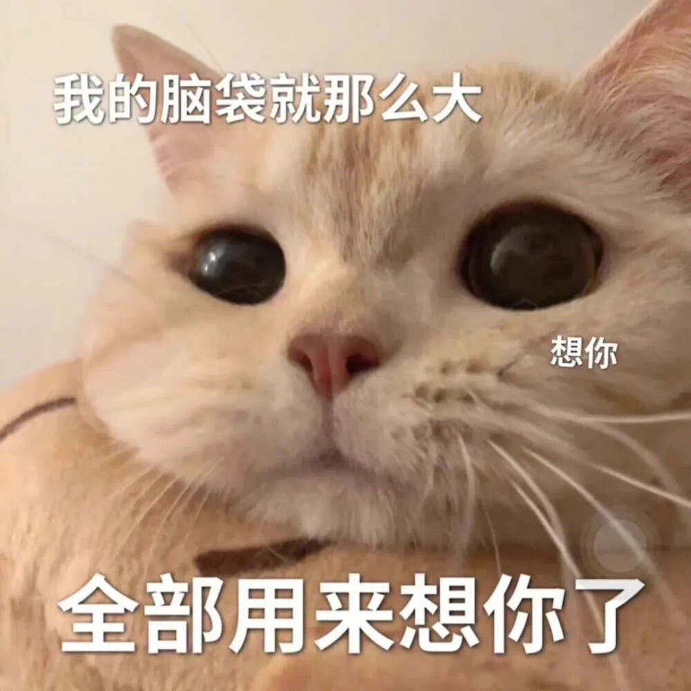 表情包