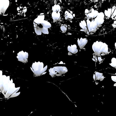 Blue flowers†