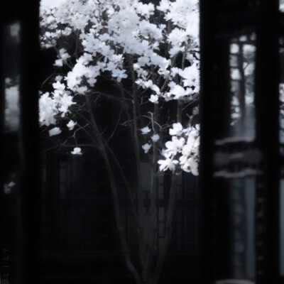 Blue flowers†
