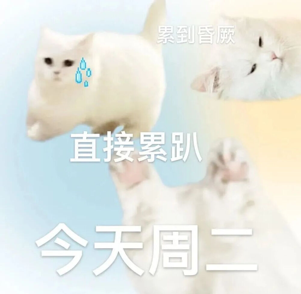 打工人猫咪渐变表情包