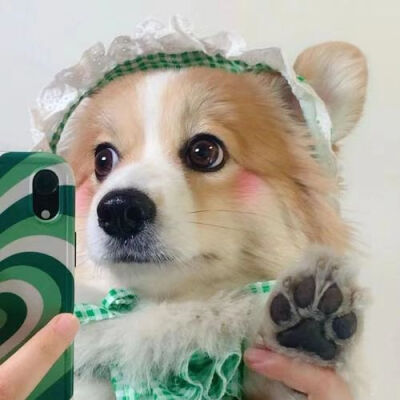 小狗根本不在乎舔狗之类的词语 小狗一直大大方方昂首挺胸地爱人
侵删致歉