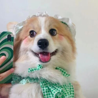 小狗根本不在乎舔狗之类的词语 小狗一直大大方方昂首挺胸地爱人
侵删致歉