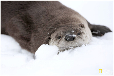 雪地里的水獭
水獭会花很多时间在雪地里打滚和滑动。这有助于保持它们浓密的皮毛处于良好状态，但也可能是为了好玩。摄影：Charlie Hamilton James
