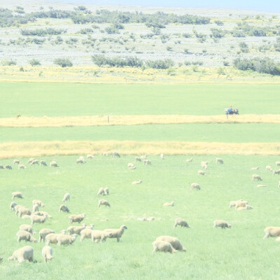 Summer Breath：风信子与艾叶、夏の匂い…